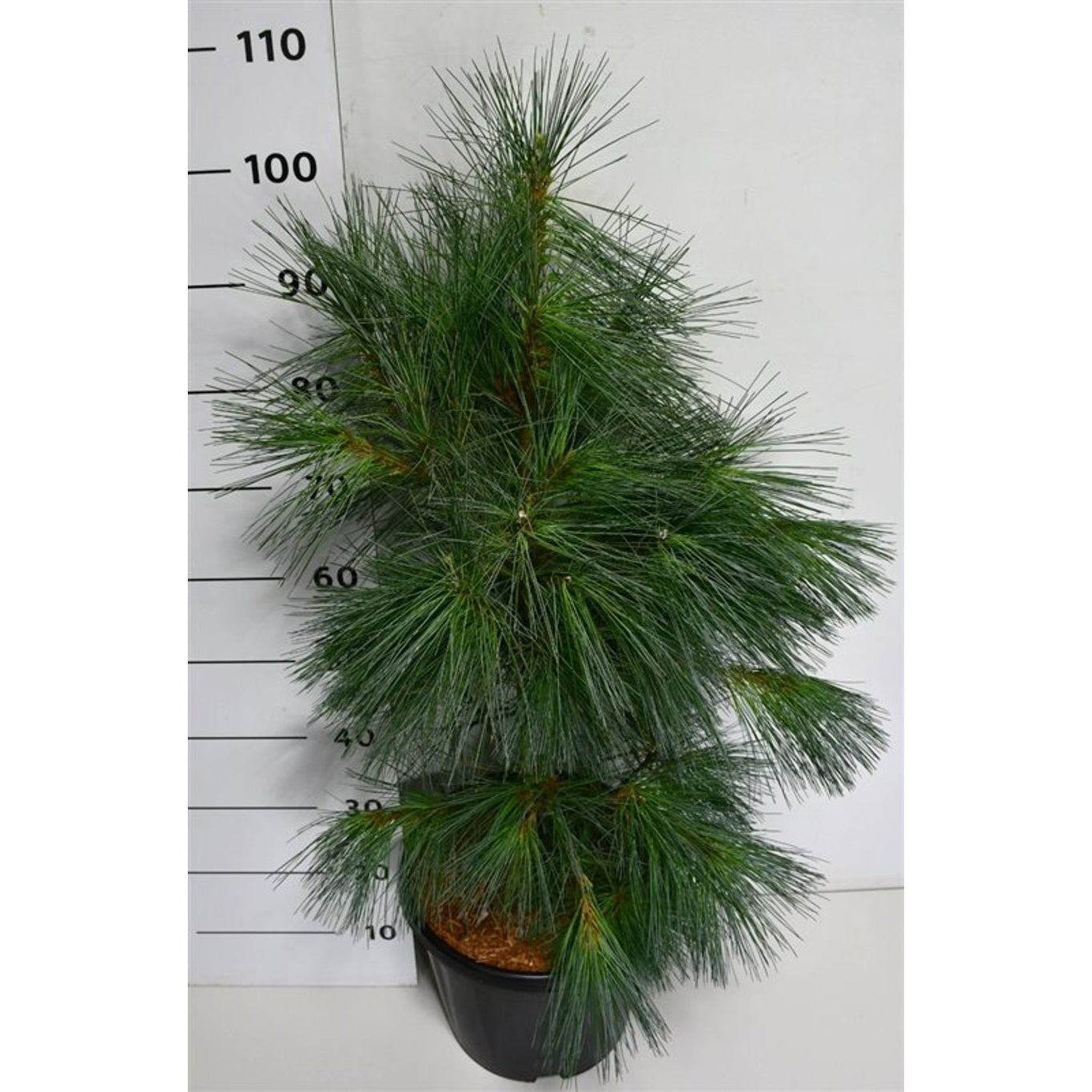 Västra vitbarrtall – Pinus monticola 'Ammerland' - C12 60-70 CM